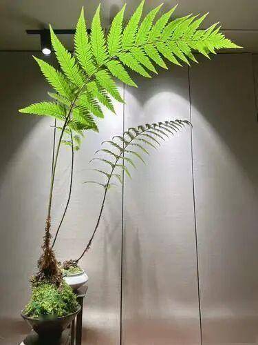 
        蕨类植物怎么选怎么养？掌握这几点，四季翠绿不黄叶、不焦边