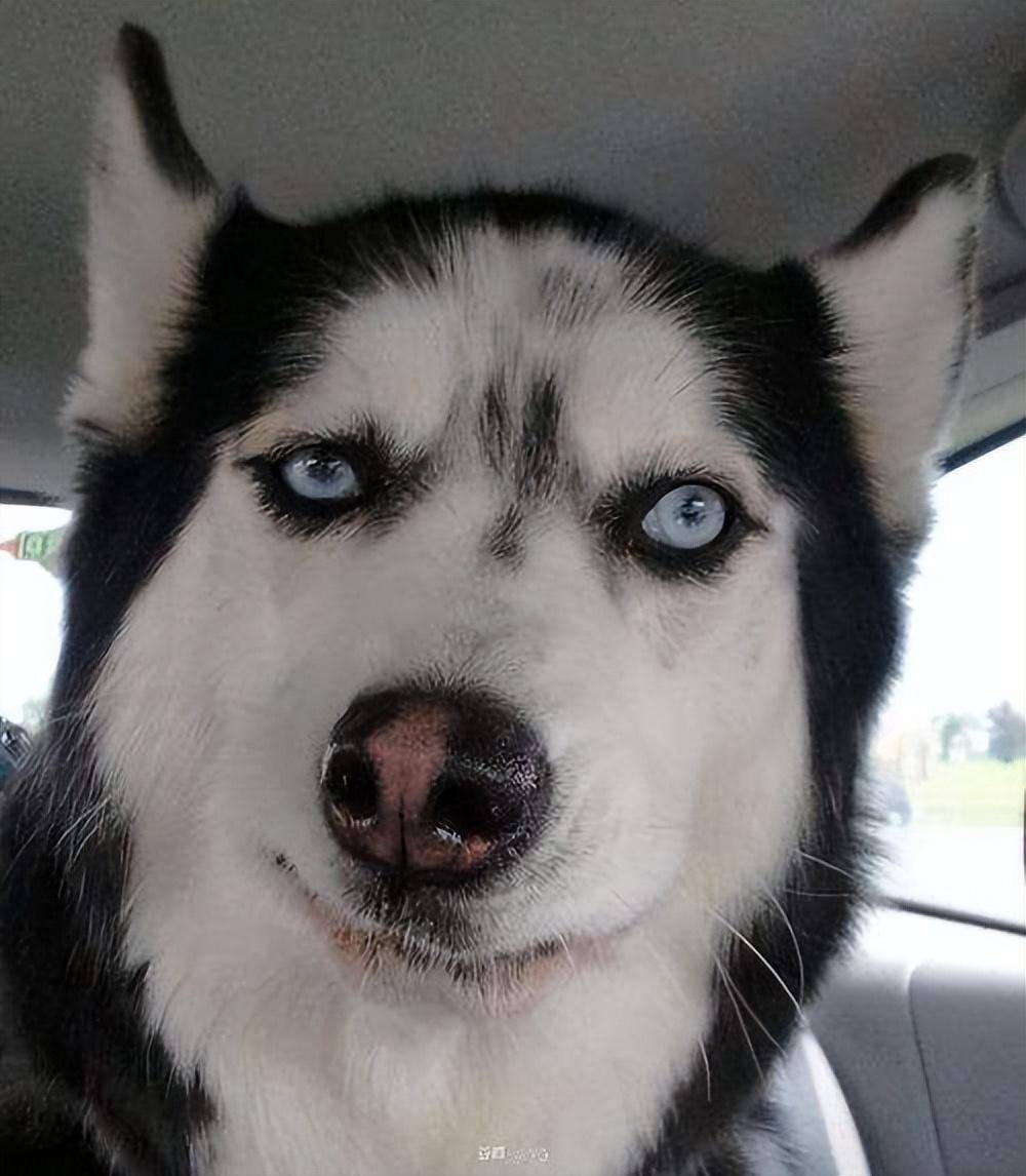 可爱的背包客哈士奇喜欢的户外活动