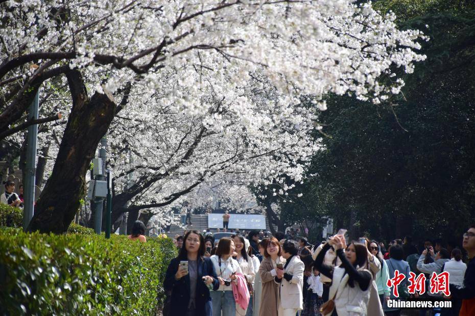 3月19日,武汉大学鲲鹏广场,樱花大道,行政楼附近的樱花绽放,引来不少