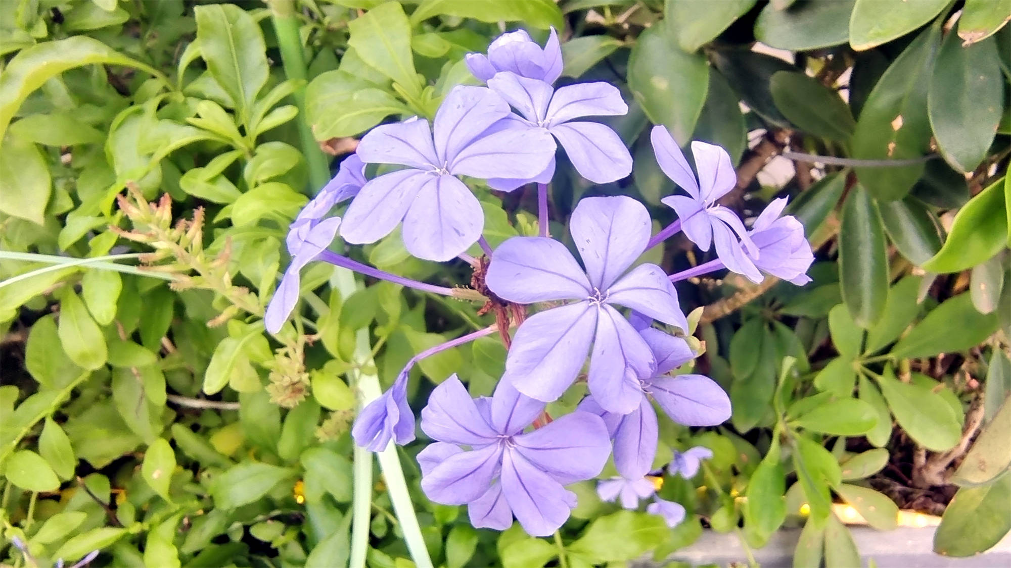 小花也可爱蓝花丹欣赏