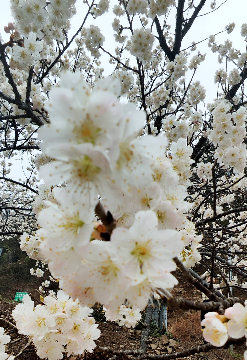 樱桃花几月开图片