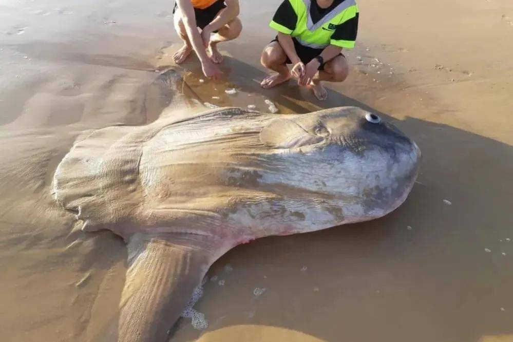 被吃一半也不反抗?翻车鱼为什么还没灭绝?_游泳_身体_海洋