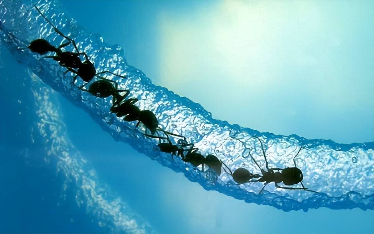 蚂蚁水中建造陆地?揭秘抱团搭建现象背后的奥秘!_食物_团队_环境