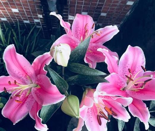 1,大丽花摘心法摘心不仅能够美化植株的作用,还可以调节花期.