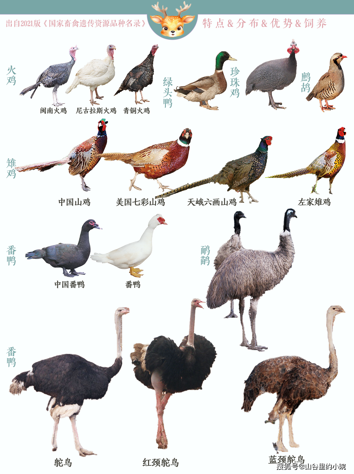 常见的有16种,包括梅花鹿马鹿驯鹿羊驼火鸡珍珠鸡雉鸡鹧鸪番鸭绿头鸭