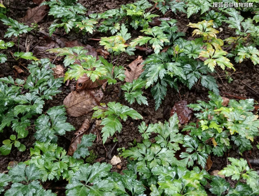 黄连又称王连,味连,鸡爪连,川连,是毛茛科,黄连属的多年生草本植物