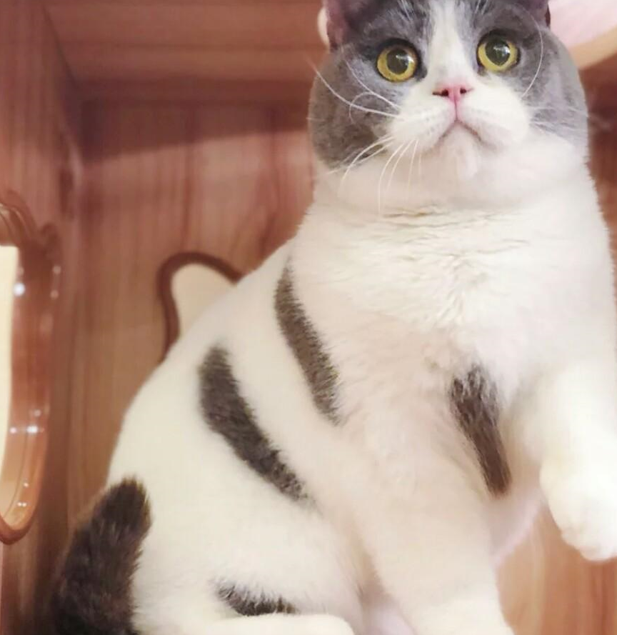 猫咪脸大很可爱,用了这些方法,轻松养出大脸猫咪_东西_情况_时间段