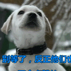 一群警犬在訓練,看到其中一隻,網友笑噴:雪橇三傻也能