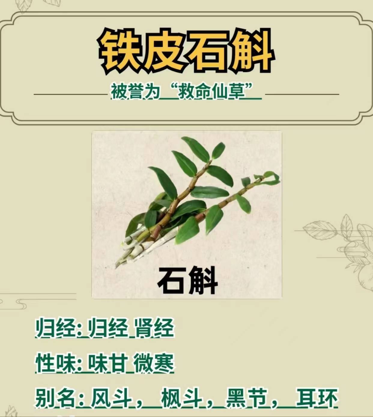 霍山石斛,健康长寿的秘诀,你知道吗?