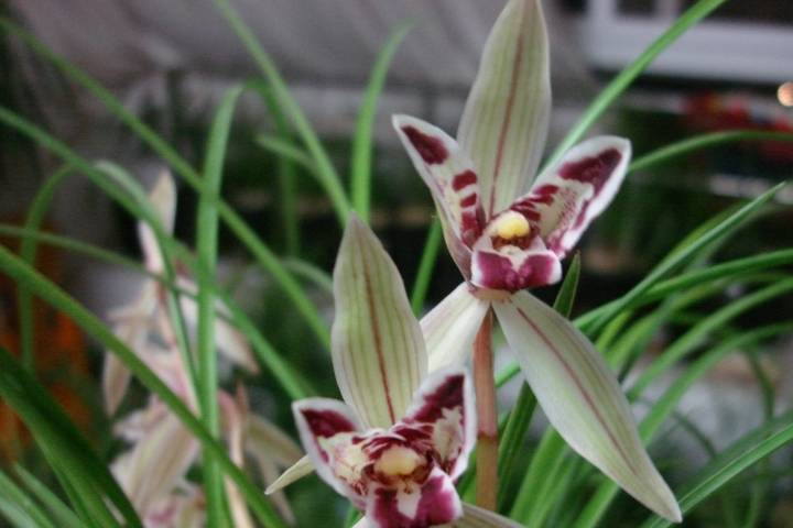 花型奇特,清香素雅,家里盆栽一株,幽香飘满屋_彩蝶_玉兔_栽培