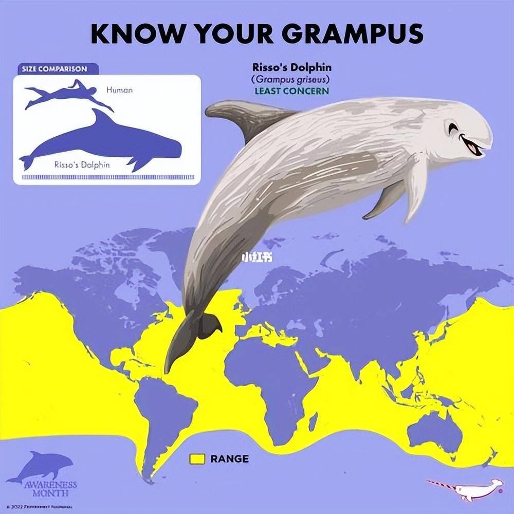 瑞氏海豚,通常也称为里氏海豚或灰海豚,生活在大部分海域_社会_食物