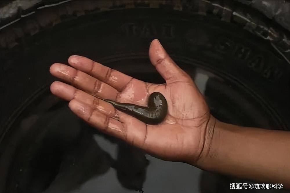 不小心把水蛭吃進肚子,會怎麼樣?會在人體內長期存活嗎?