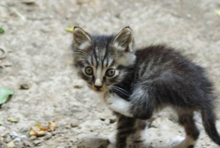 路遇小野猫“碰瓷”，当然想要抱回家，不过该有的准备一样不能少 