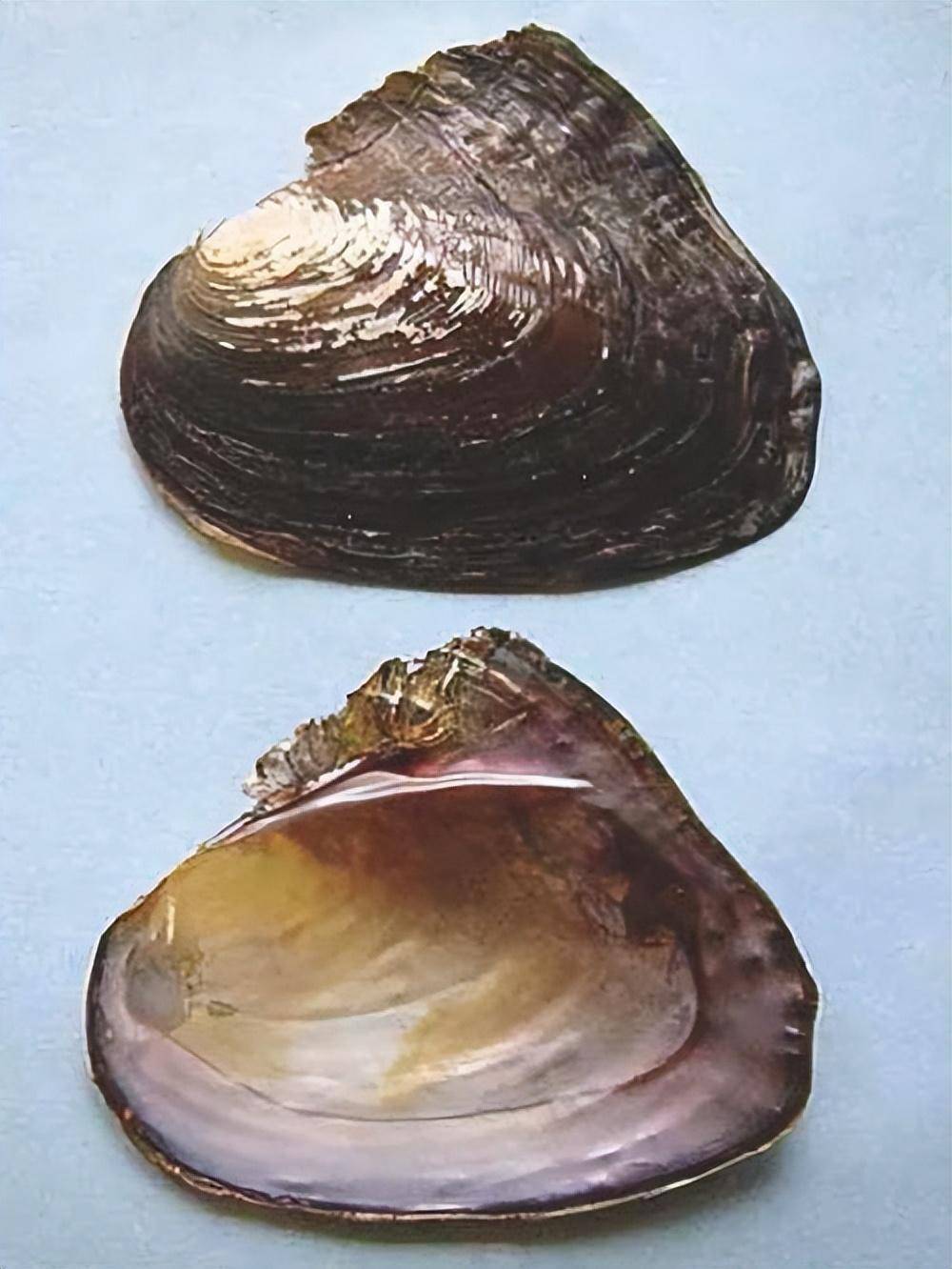 三角帆蚌,生活世界各地温暖的热带,亚热带海域的珊瑚礁环境中