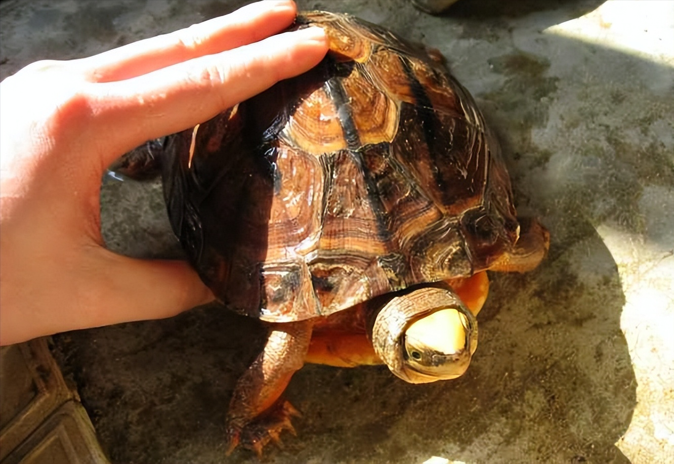 云南闭壳龟是自然界最为珍贵的财富,有椭圆形的甲壳,长相可爱