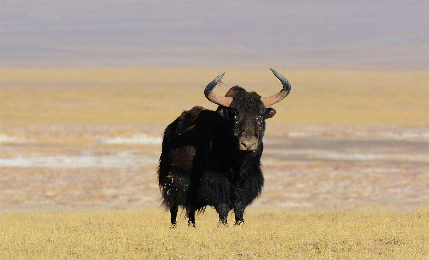 遇到狼群也不怕,西藏的野牦牛,在野外是无敌的存在_高原地区_栖息地