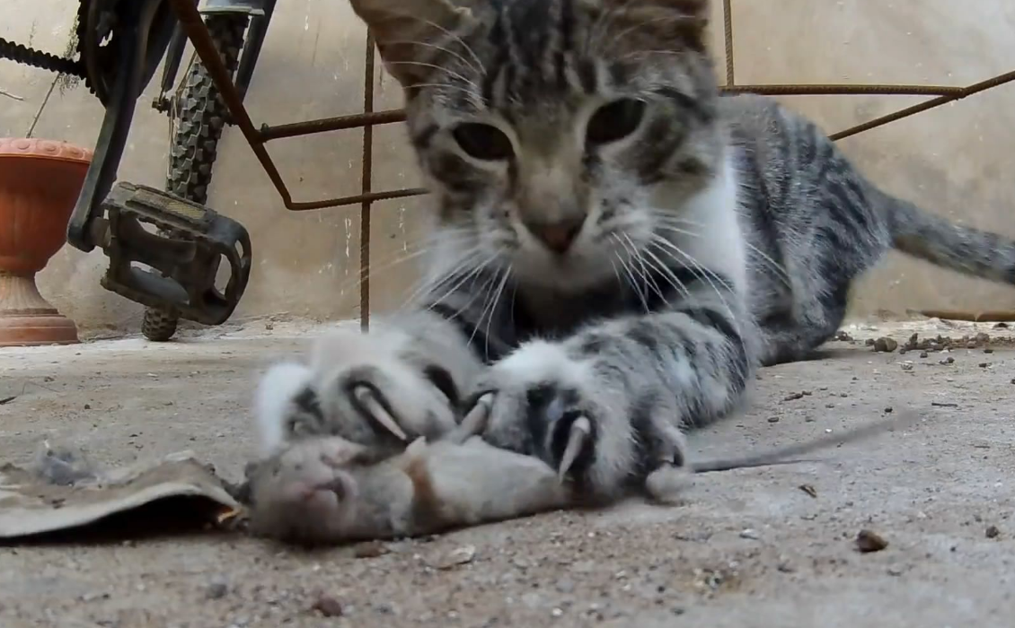 老鼠真的"隐退"了吗?_人类_数量_食物