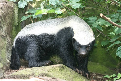 平头哥为什么那么厉害,平头哥为什么不怕蛇毒,说出来你都不信_活动