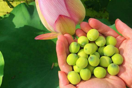 1把荷叶1碗莲子,教你如何在家做莲子酒,简单易上手,全家都爱喝_进行_