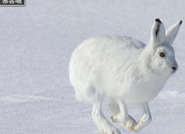 雪兔的亚种,在雪地里它们也能够奔跑,因为它们已经进化出四条"大长腿"
