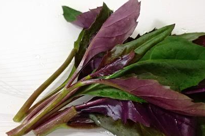 血皮菜,也叫红背菜,观音苋,紫背菜等,因其营养丰富,抗病毒性强,有凉血