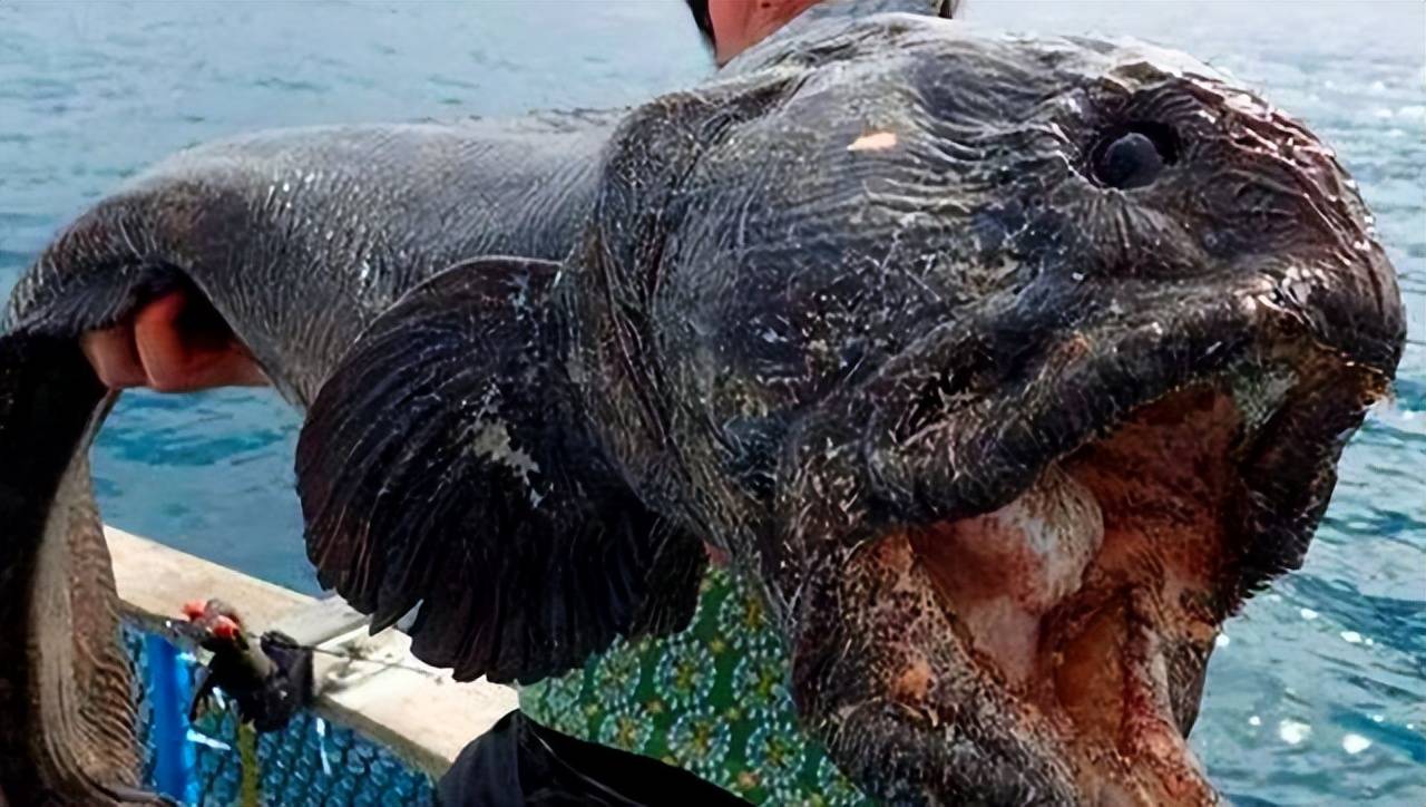 日本大量沙丁魚屍,生魚片中毒同現,和核汙染有關?_事件_消息_地震