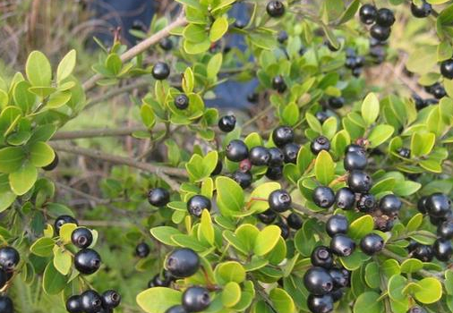 今被广泛培育成盆景,价值极高,吃过的举手_赤楠_农村_果子