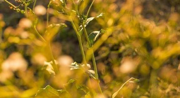 三七草也是能够起到保护肝