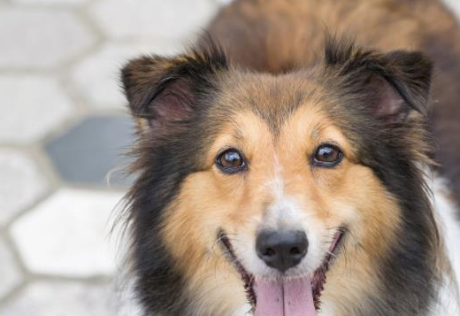 一萬年以前,狗屬狼科動物,後經人馴化改承擔專項使役任務的犬_獵犬