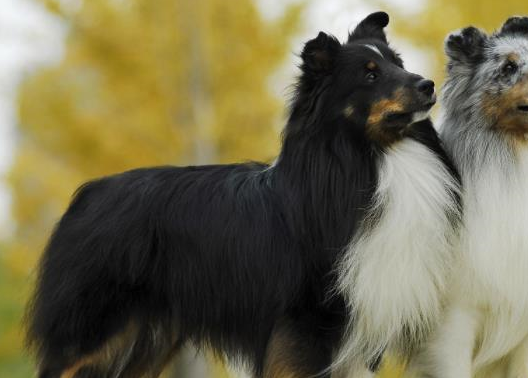 一萬年以前,狗屬狼科動物,後經人馴化改承擔專項使役任務的犬_獵犬