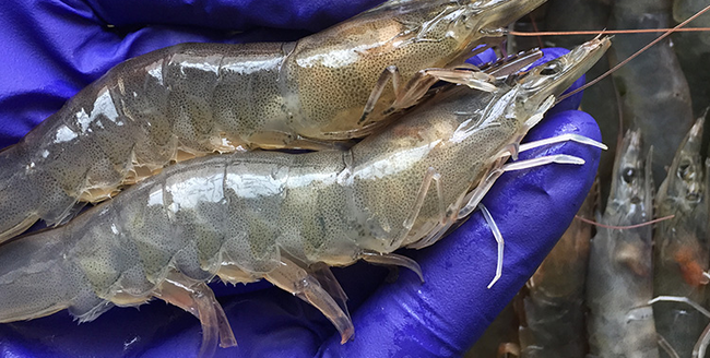 南美对虾:美味与营养的源泉_养殖_调料_水产业