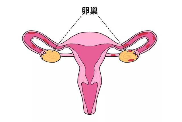 女性最佳绝经期已公布,妇科医生提醒:越接近这个年龄越健康