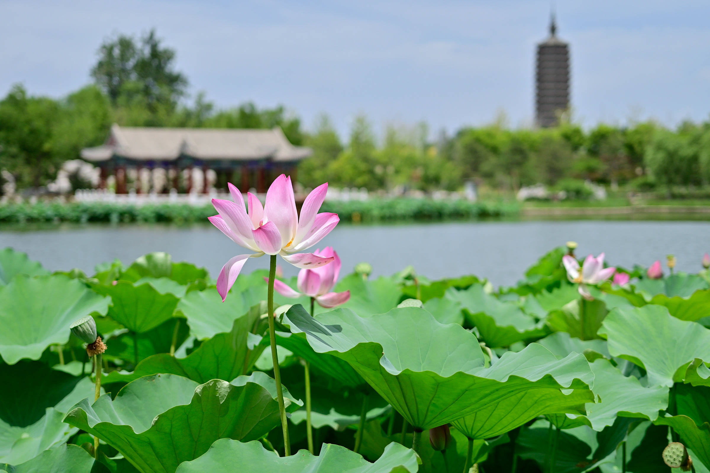 荷花的图片大全风景图片