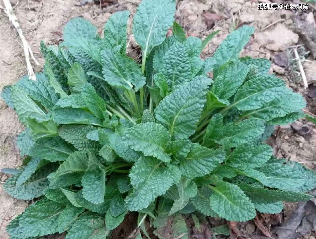 蛤蟆草,又称雪里青,雪见草,有4大作用,价值极高,农民朋友要了解!