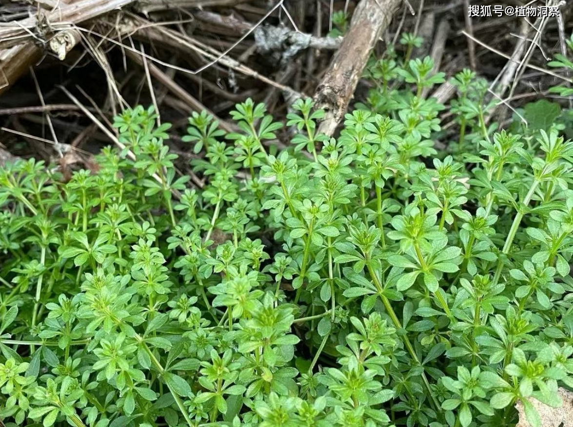 豬殃殃,又稱拉拉藤,鋸鋸藤,有3大作用,價值極高,農民!