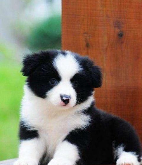 边牧_毛发_颜色