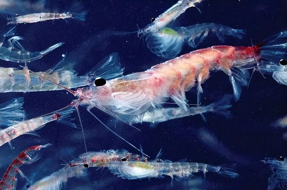 北极虾分布在哪里?对生态环境有何影响,为何深受人类喜爱?