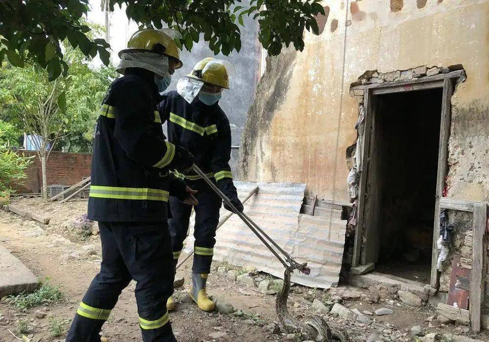 蛇群_程地明_利川