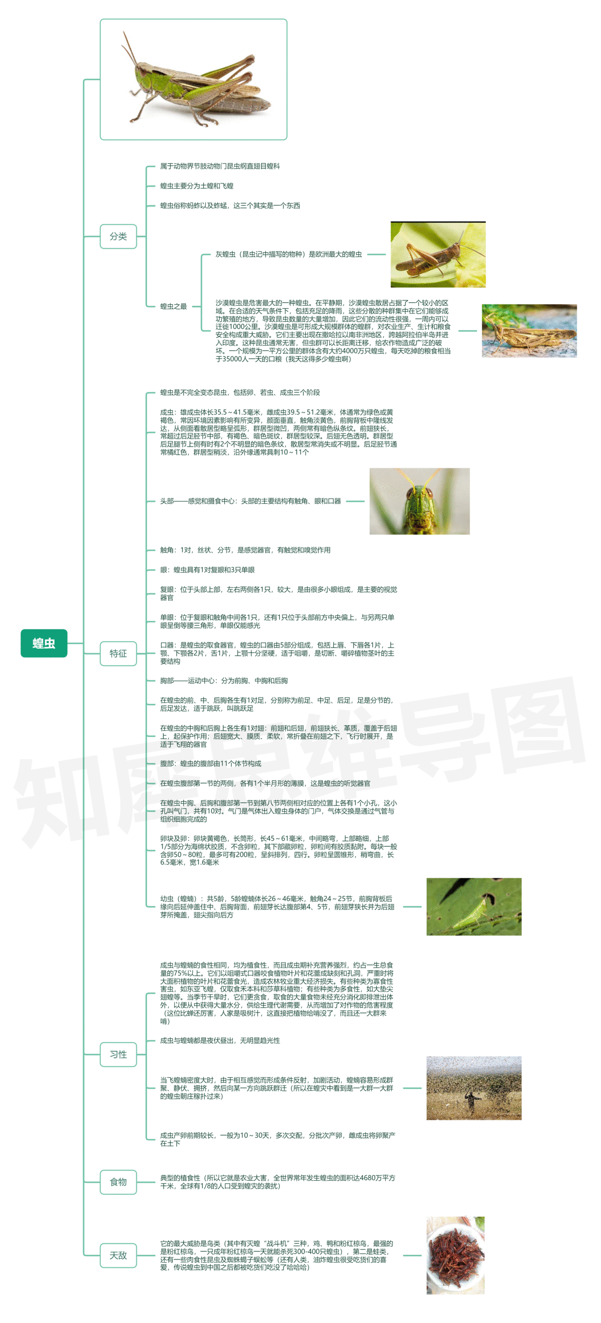 蚱蜢思维导图图片