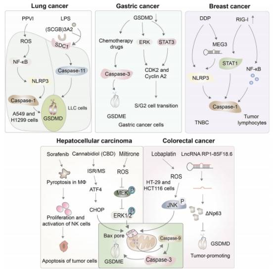 洛铂具有较强的抗肿瘤作用,该药物可促进ros升高和jnk磷酸化,诱导ht