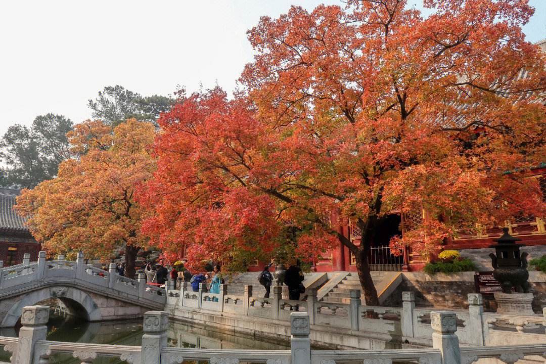 香山總面積約為188公頃,主峰海拔557米,是北京市區內的一座低山.