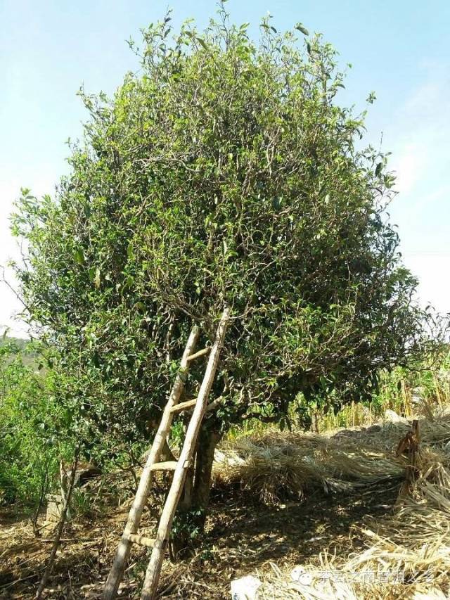 云南古树——普洱神韵_古树茶_相关_茶叶