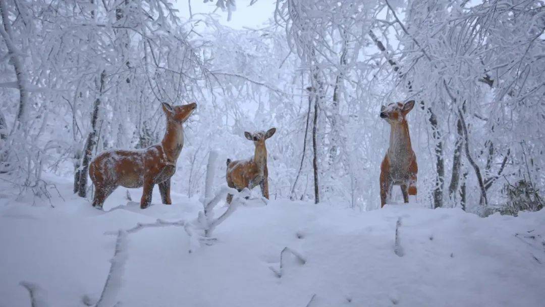 汉江源雪景图片