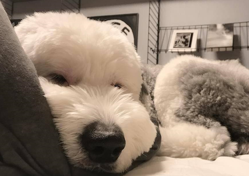 被主人剃完毛后的古牧,好像变了个品种?