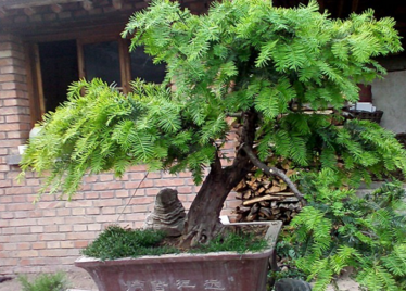 红豆杉盆景的养护心得,常见问题解决方法!_南方_防治_阳光