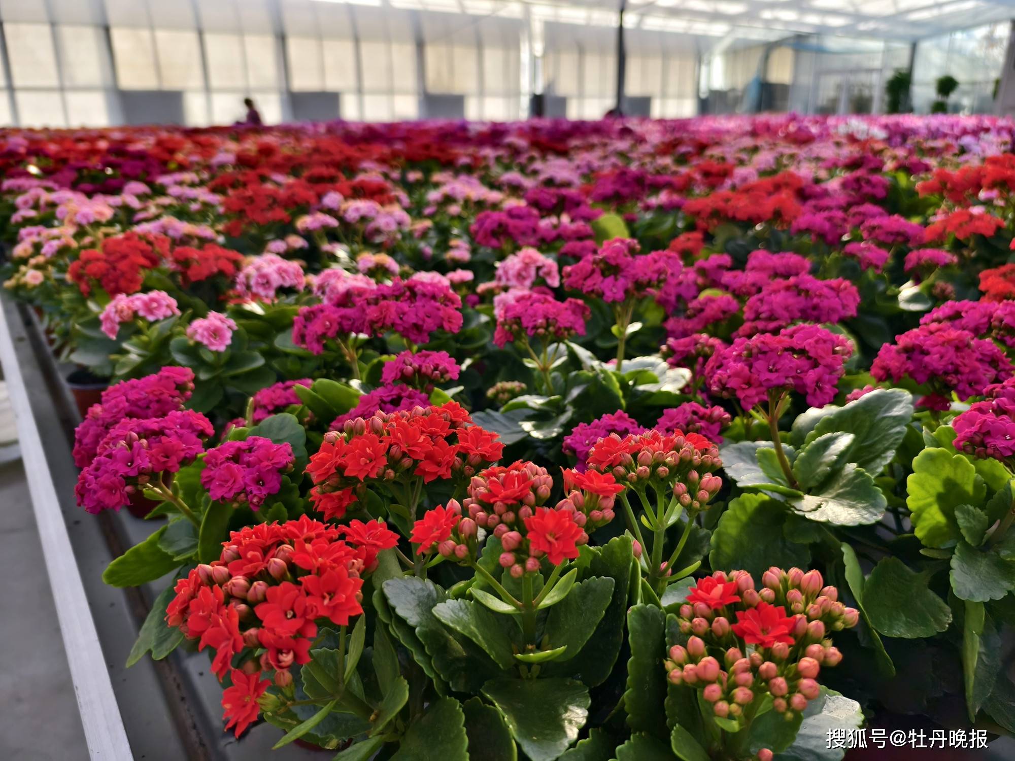 菏泽年宵花销售迎来旺季_温室大棚_市民_玫瑰花