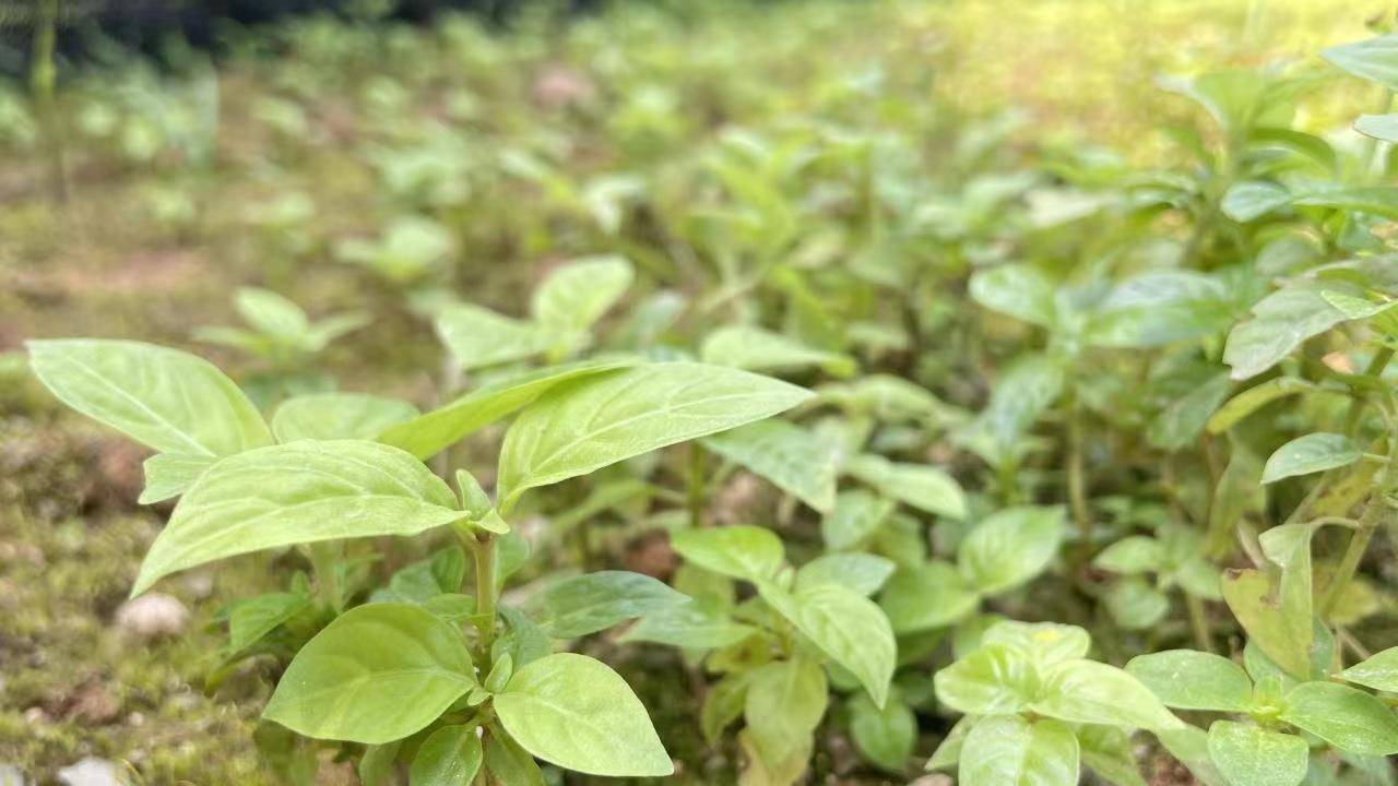 臨床中對感冒發熱採用膽木浸膏糖漿治療,能夠利咽解毒,祛痰退熱以及