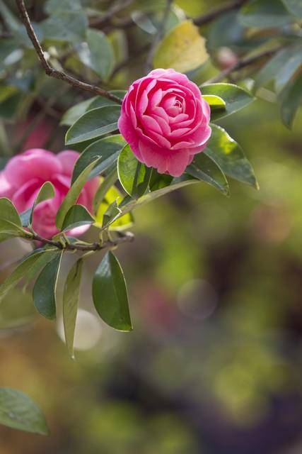 来凤山茶花_品种_种植_南山