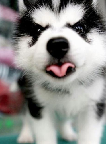 主要会根据这只哈士奇的品相,比如说长得好看一点价格可能会稍微略高