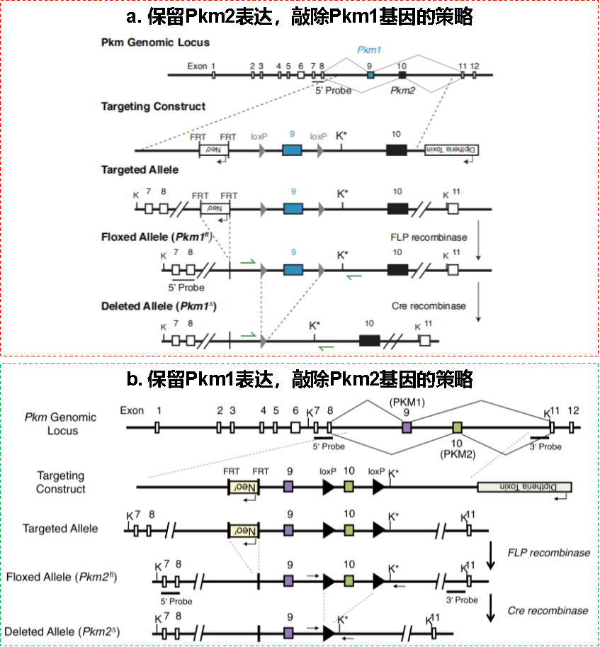 基因敲除小鼠价格 来自搜狐网